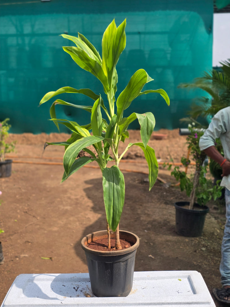 Dracaena Limelight