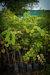 Bauhinia purpurea