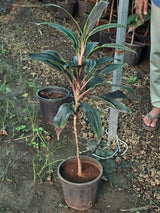 Cordyline fruticosa 8