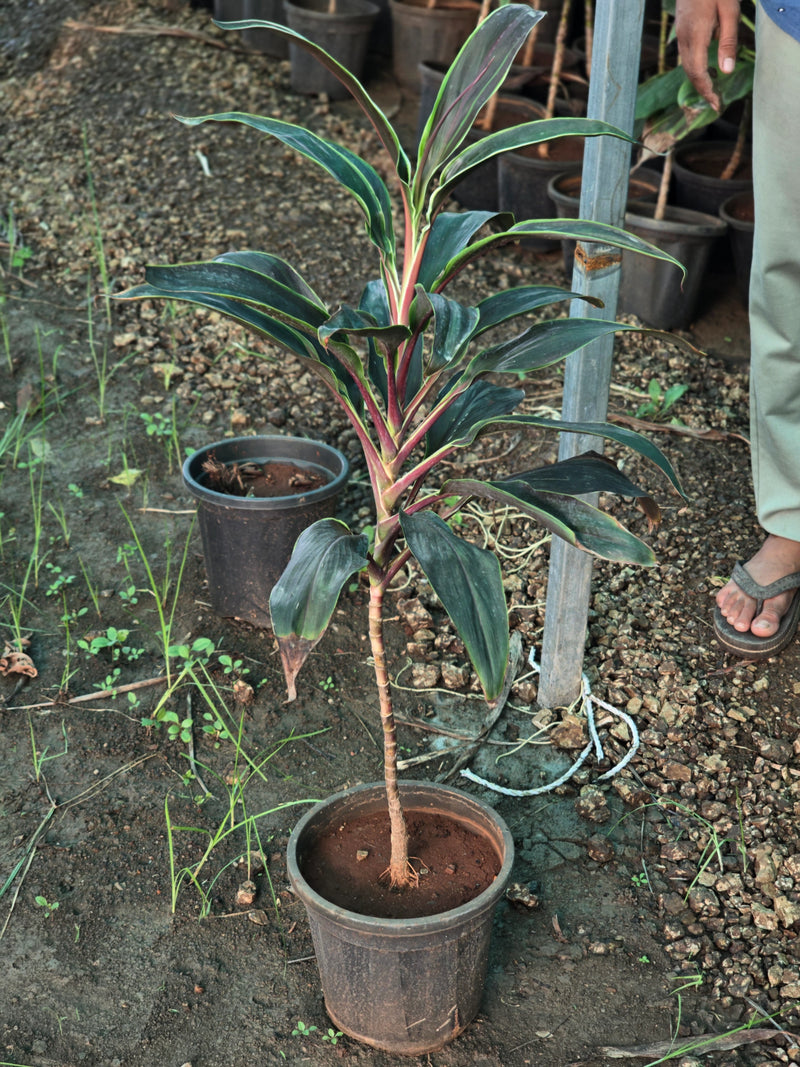 Cordyline fruticosa 8