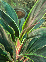 Cordyline fruticosa 8