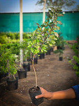 Rama Tulsi