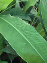 Heliconia plant