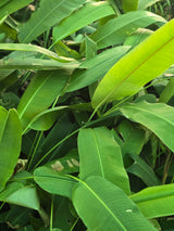 Heliconia plant