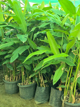 Heliconia plant