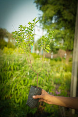 Rama Tulsi 1