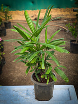 Rhapis excelsa