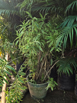 Dracaena reflexa 1