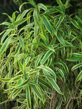 Dracaena reflexa 1