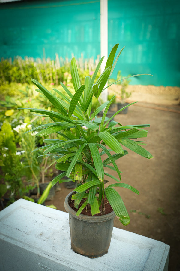 Rhapis excelsa 1