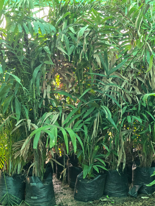 Chamaedorea elegans 1