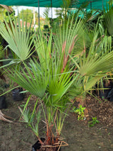 Red Latania palm