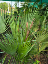 Red Latania palm