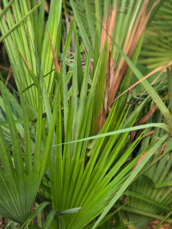 Red Latania palm