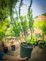 Rosemary