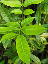 Derris trifoliata