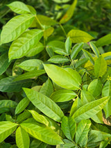 Derris trifoliata