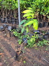 Derris trifoliata