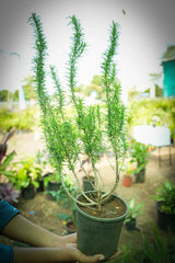 rosemary 1