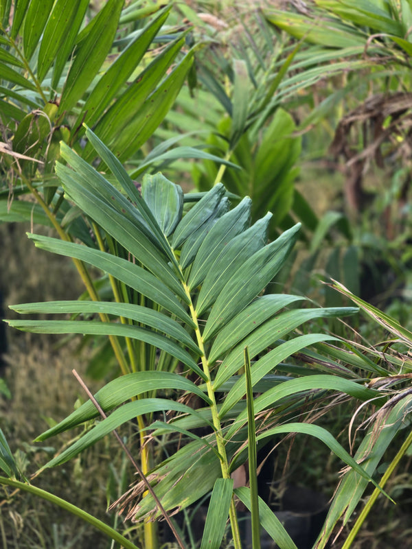 Areca triandra