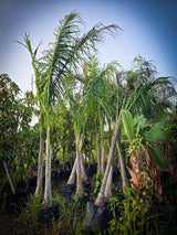 Roystonea regia