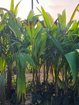 coconut palm tree - D