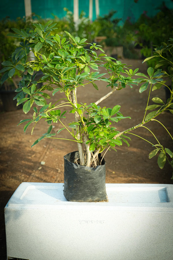 Schefflera arboricola