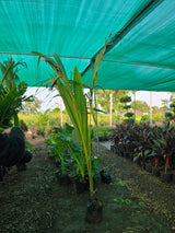 coconut palm tree - D