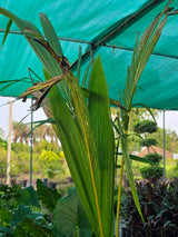 coconut palm tree - D