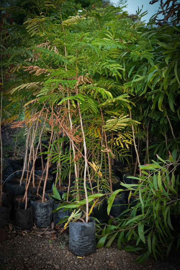 Sesbania grandiflora