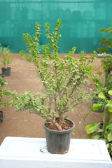 Dwarf Jade - D