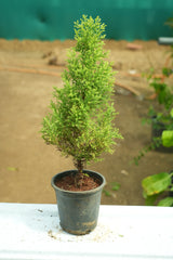 Lemon Cypress