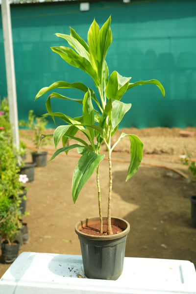 Dracaena Fragrans 3