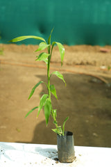 Lucky Bamboo