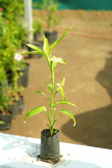 Lucky Bamboo 2