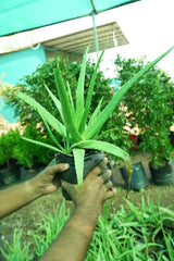 Aloe vera - D