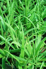 Aloe vera - D