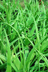 Aloe vera - D