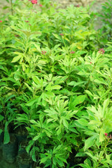 Jatropha integerrima