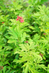 Jatropha integerrima