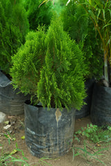 Oriental Arborvitae