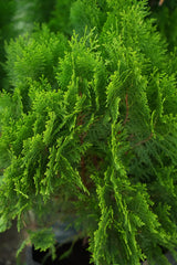 Oriental Arborvitae