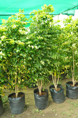 ficus benjamina