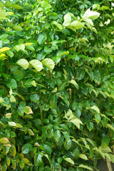 ficus benjamina