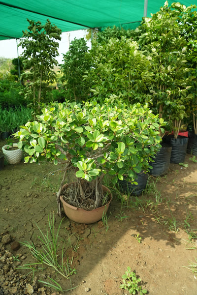 Bonsai - D