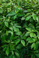 Crape jasmine - D