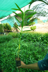 Nerium oleander