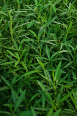 Nerium oleander