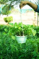 Golden Pothos