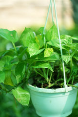 Golden Pothos